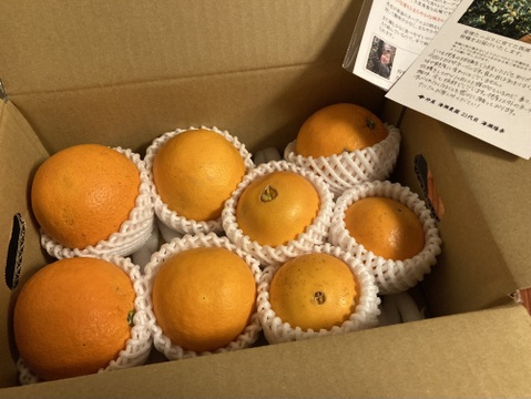 【アワード受賞】芳醇な味と香り 訳あり 白柳ネーブル 2kg サイズ混合 仲屋 海瀬農園