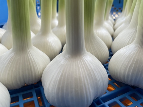 農薬・化学肥料栽培中不使用！栄養満点の新ニンニク500g