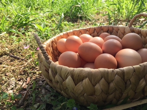 自然豊かな向津具半島・放し飼い有精卵２４個　一羽あたり六畳の超低密度飼育　自家製発酵飼料・名水百選湧水
