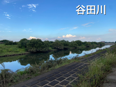 引取限定❣️新米（令和3年）コシヒカリ玄米30キロ（埼玉県北川辺産）★農家直売 引取限定❣️新米（令和3年）コシヒカリ玄米30キロ（埼玉県
