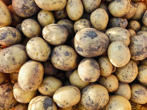 ☆自然栽培☆とっーてもピュアなジャガイモ（普賢丸）5kg🥔🥔✨️