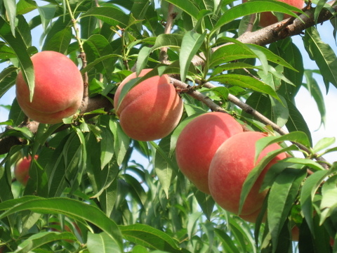 【収穫当日発送】信州産の真っ赤で甘い桃！なつっこ　３kg(８～９玉)