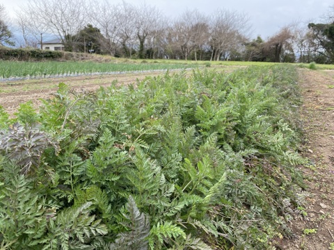 農薬・化学肥料不使用！甘さしっかりダークパープル人参3kg！