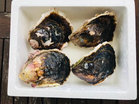奥能登　石川県穴水産　濃厚　岩牡蠣（生食用）　殻付き4個　＜300g以上～500g前後/１個＞　短冊熨斗対応可