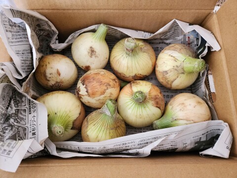 農薬、除草剤不使用！淡路島 新玉ねぎ(七宝)2kg サラダにピッタリ。春だけのみずみずしい特別な玉ねぎをご賞味あれ。