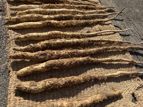 【数量限定】山の環境を再現して育てた”今の今"だけの贅沢！
自然薯1本物（約800ｇ）☆発送予定12月初旬～12月中旬