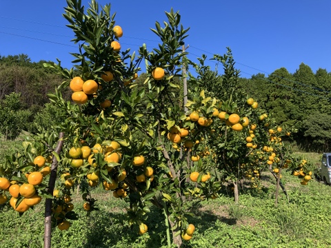 【農薬不使用】熊本産早生ミカン約5kg