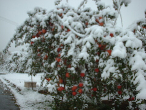 りんごの王様　『サンふじ』　特秀
（3キロ　化粧詰め）