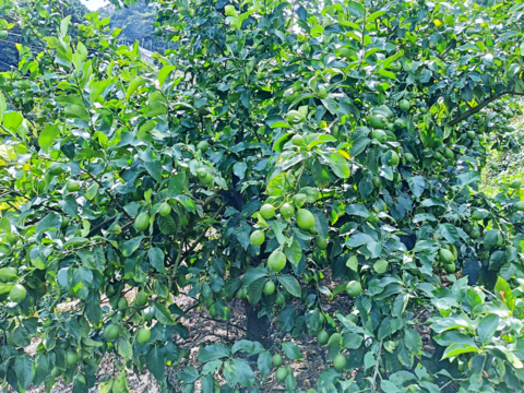 【家庭用】グリーンレモン 3.5kg 皮ごと楽しめる♡ フレッシュ！ 愛媛産！！