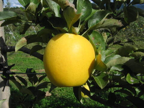 【予約販売・数量限定】長野県産りんご１０㎏（シナノゴールド）（１０月発送）甘みと酸味