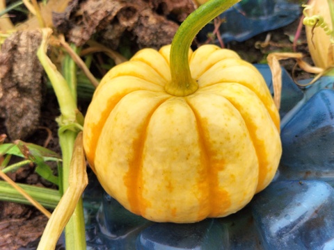 プッチーニ（約1kg 3〜5玉 ）🖤ねっとり甘い可愛いカボチャ【冬ギフト】