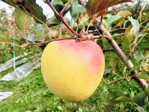 贈答  ぐんま名月 約３ｋｇ