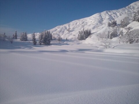 期待の粒感　R7年新米　魚沼産こしいぶき　精米5Kg