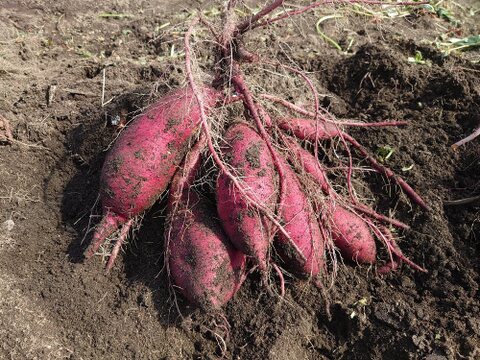 伊東農園のシルクスイート(5kg)、除草剤,農薬を使わずに育て、手掘りで収穫して稲架掛けして熟成させました。品のある甘さで美味しいサツマイモです!!