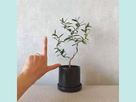 【ギフトにも◎】種から育てた南アルプスのオリーブ盆栽（PS204）