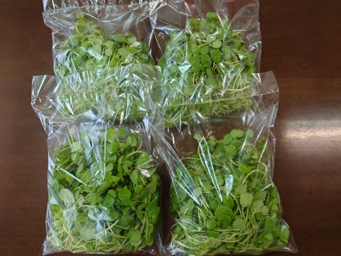 サラダクレソン／250ｇ×4袋（1kg）〈生で食べるサラダ野菜：大容量パック〉