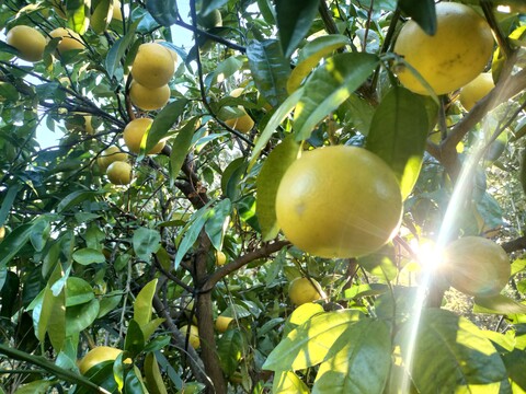 ハンドメイド『グレープフルーツマーマレード』【無添加・白砂糖不使用】200cc