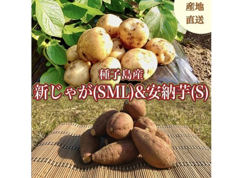 【期間限定】種子島産 新じゃが(S・M・L)＆熟成安納芋(Sサイズ)｜合計 4kg 旬の味わいセット🍠🥔