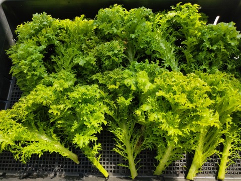 ✨農薬・化成肥料不使用の採れたてサラダセット（たっぷり600g：わさびリーフ300g+ミックスレタス300g）✨