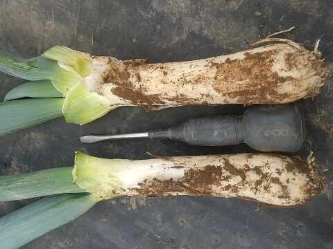 寒締め下仁田ねぎ　約30本 氷点下に耐え甘さ格別　土付き