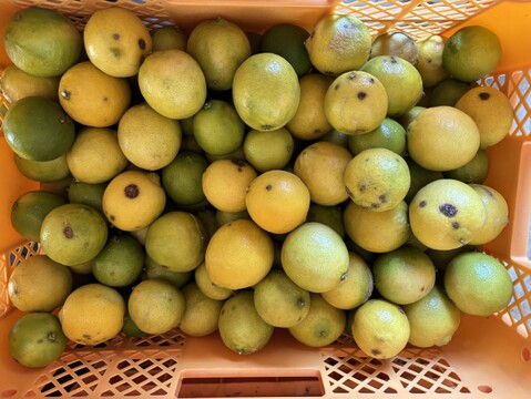 【訳あり】キズもの静岡県産ライム2kg★ノーワックス・農薬節減★傷あり・超お徳用
