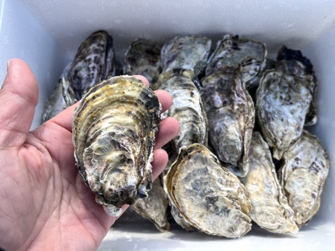 生食用３kg 牡蠣王国広島の殻付き牡蠣（目安：３４～５５粒）HIROSHIMA Oystersの「広島牡蠣」浄化した牡蠣なので安心安全！