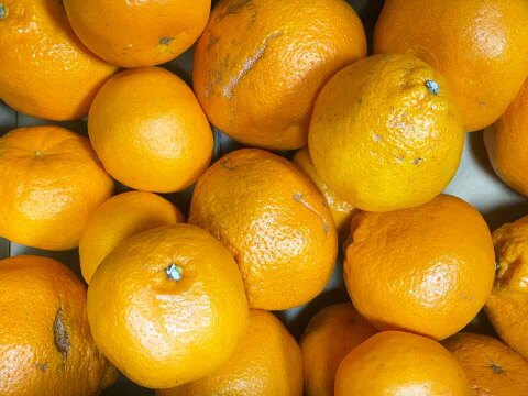 【愛媛県中島産】プチプチ食感！はるみみかん！サイズ混合10kg