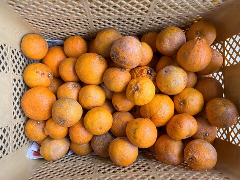 自然栽培　不知火Ｂ品10kg（約22～40玉）🍊 見た目の良く無いものになります