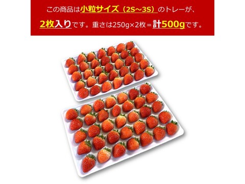 生食できる夏イチゴ 6月～11月発送 秋田県産 なつあかり 夏のしずく ご自宅用 ケーキやスイーツに 小粒サイズ  2トレー 500g