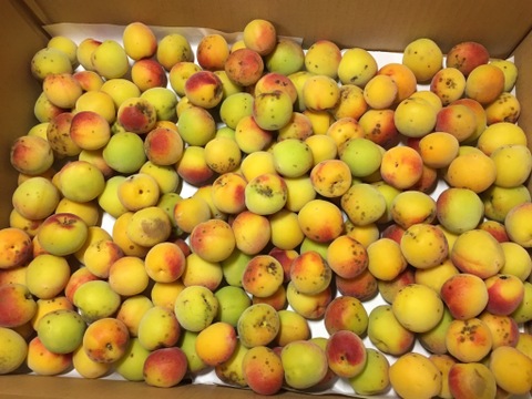 完熟紀州南高梅　5ｋｇ「節減対象農薬：栽培期間中不使用」