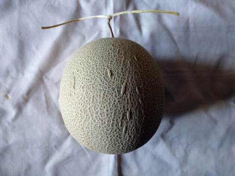 【食べ頃】砂地育ちの１実メロン Mサイズ １玉入り (受付８月４日まで)