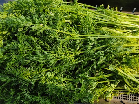 ✨香り高い栄養満点！摘みたて「葉ニンジン」約2kg（根付き・根なし混在）｜農薬・化成肥料不使用✨
