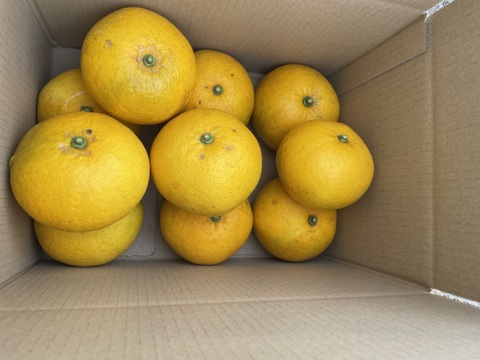 【栽培中農薬不使用・無肥料】甘夏　箱込み9000g以上　２L～４Lサイズ（300g〜450g）ワックス不使用