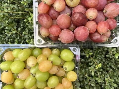 熟度いろいろシャインと、赤緑系ぶどうバラエティパック♪