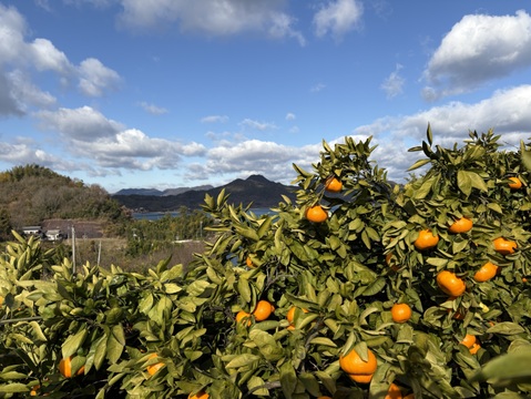 甘さしっかり！瀬戸内育ちの樹上熟成 大津みかん 10kg箱