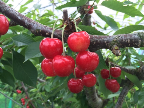 🍒さくらんぼ佐藤錦🍒秀品Lサイズ　1キロ　バラ詰め
