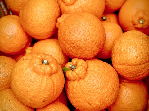 2026年収穫　大ぶり果実の瀬戸内　傷ありご家庭向け　しらぬい 4kg