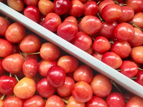 【予約早割】さくらんぼ佐藤錦 1㎏ 『Ｍ玉』バラ詰 山形県産