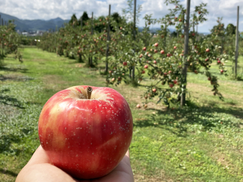 今がﾁｬﾝｽ🍎ﾌｧｲﾔｰｾｰﾙ開始📣酸味系りんご🍎彩香3kg お得な訳ありご家庭用【節減対象農薬・化学肥料不使用】希少品種🍎