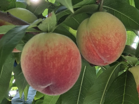 甘くてジューシー「はなよめ🍑」
温室🍑無袋🍑棚栽培🍑訳あり🍑