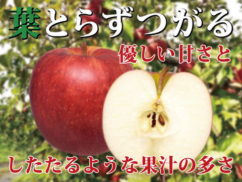 こうた&とおり青森県産農薬不使用フジ10キロとはるかりんご3.4キロ送料無料 ☆特に甘～いりんご☆】約10キロ 青森県産りんご「樹上完熟葉
