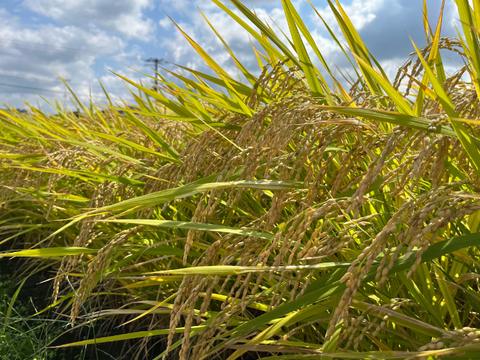 ✨令和７年産新米✨ﾌﾟﾚﾐｱﾑｸｵﾘﾃｨ認定5㎏｢ひめの凜｣一等米【玄米】