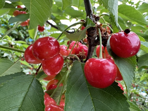 【 さくらんぼ:高砂 】山形県天童産  500g パック詰め 【 果肉がジューシー 】【 お試し商品 】 父の日ギフト 御中元　訳あり品