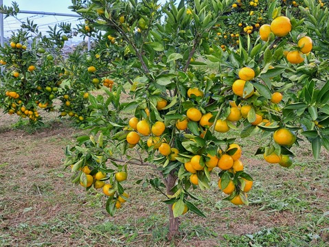 有機柑橘はるみ