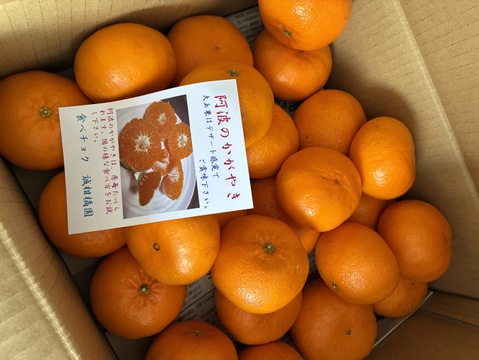 樹上完熟阿波のかがやき　(西南のひかり）2ケース同梱販売開始‼