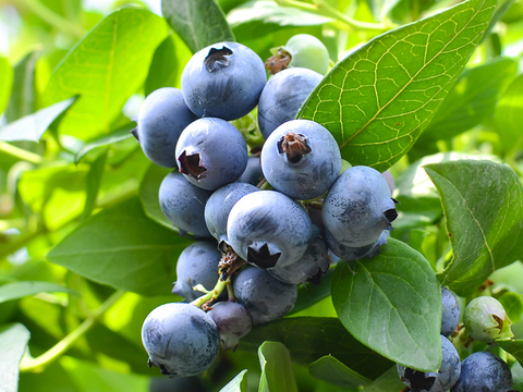 【生食用】ブルーベリー 500g【おまけ付】（静岡県磐田市産）（冷蔵）100g×5パック この時期貴重！