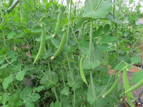 手作りスナップエンドウ1kg