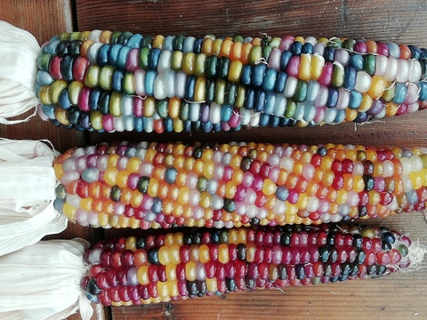 虹色に輝く宝石トウモロコシ「グラスジェムコーン（Glass Gem Corn）」6本　2025年産
観賞用です
クラフト、インテリア、リース、クラフト、撮影小物などさまざまな用途で人気があります