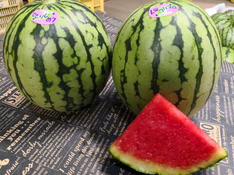 シャリ感抜群‼　【訳あり】極甘まる美のすいか【ひとりじめ7】（2玉入り合計約4.0kg程度）