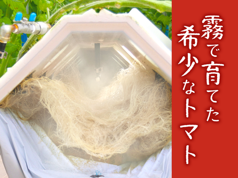 夏の霧のトマト　1.5㎏バラ売り